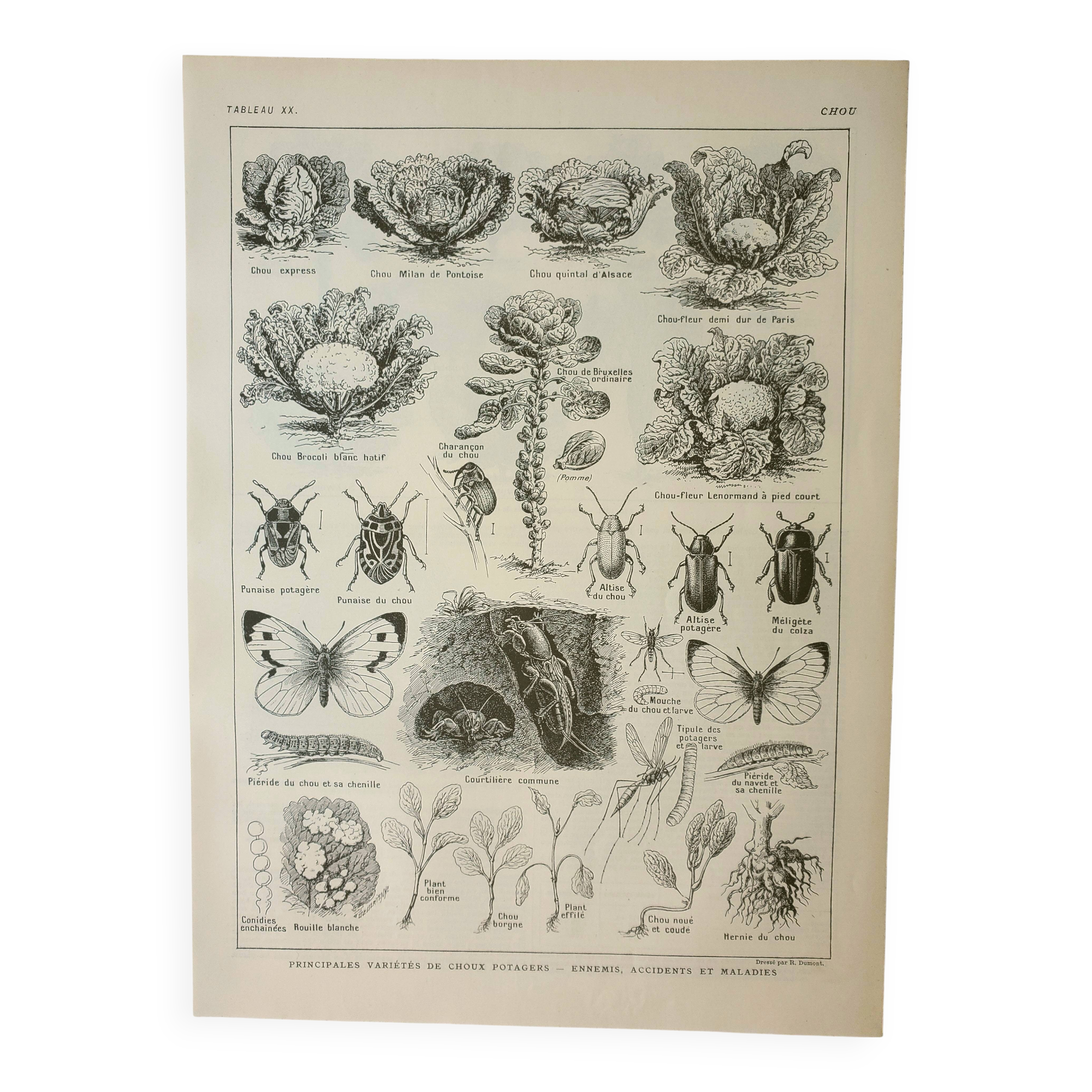 Old engraving 1922, Cabbage, vegetable garden, farm, agriculture, vegetable • Lithograph, original illustration