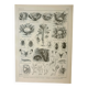 Old engraving 1922, Cabbage, vegetable garden, farm, agriculture, vegetable • Lithograph, original illustration