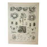 Gravure ancienne 1922, Chou, potager, ferme, agriculture, légume • Lithographie, illustration origin