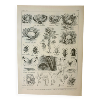 Gravure ancienne 1922, Chou, potager, ferme, agriculture, légume • Lithographie, illustration origin