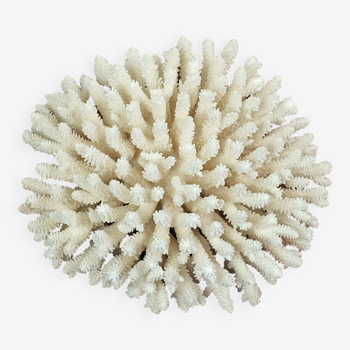 White coral