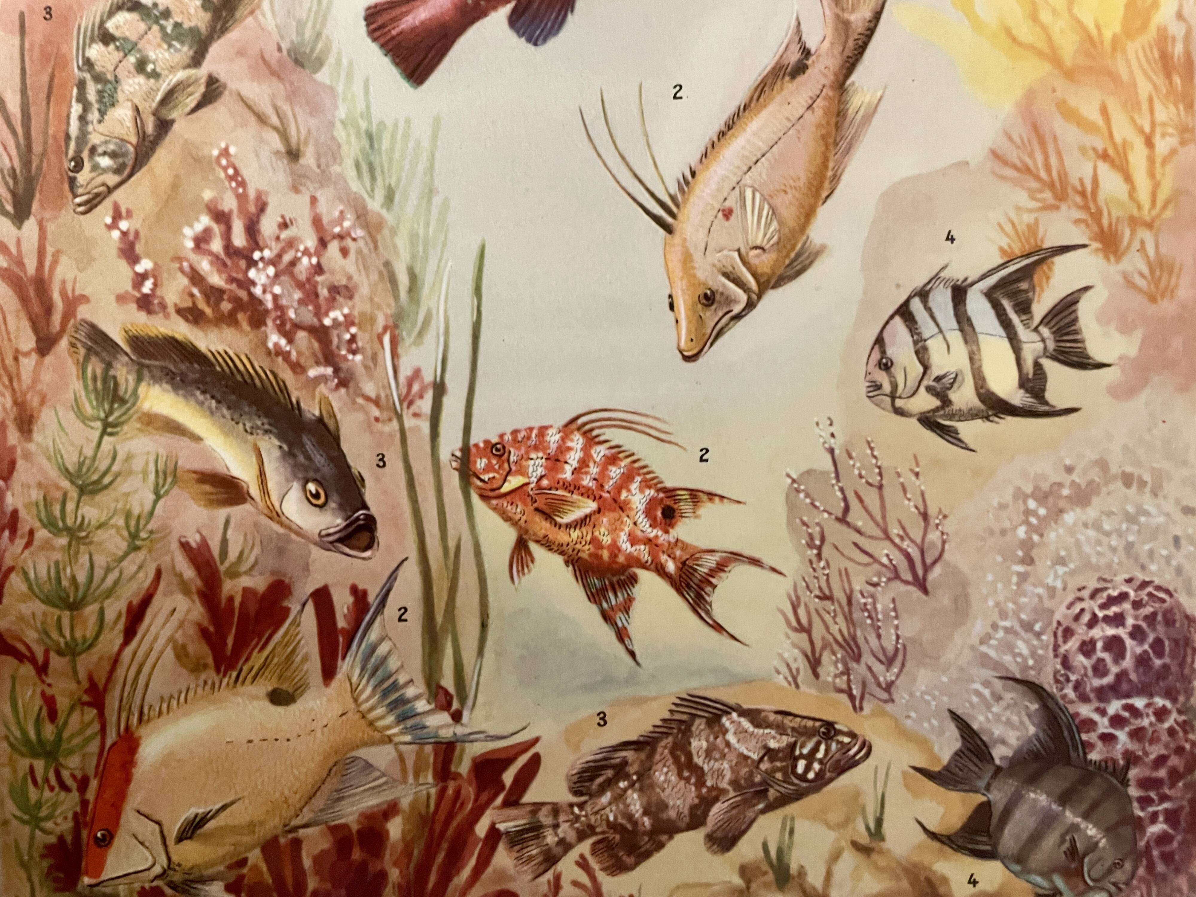 Planche illustrée sur les poissons qui changent de couleur – 1950
