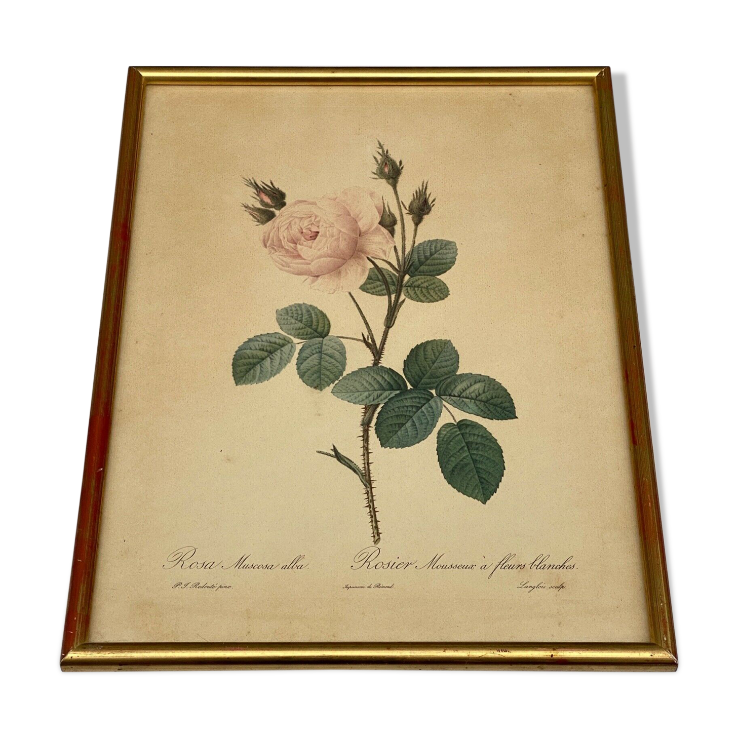 Lithographie rosier redoute Langlois Remond mousseux a fleurs blanches