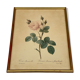 Lithographie rosier redoute Langlois Remond mousseux a fleurs blanches