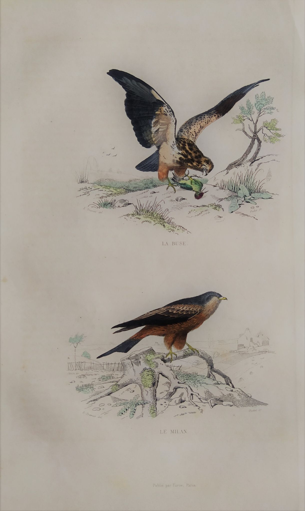 Planche ornithologique " Buse & Milan " Buffon 1838