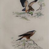 Ornithological board " buse - milan " buffon 1838