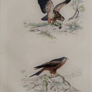 Planche ornithologique " Buse & Milan " Buffon 1838