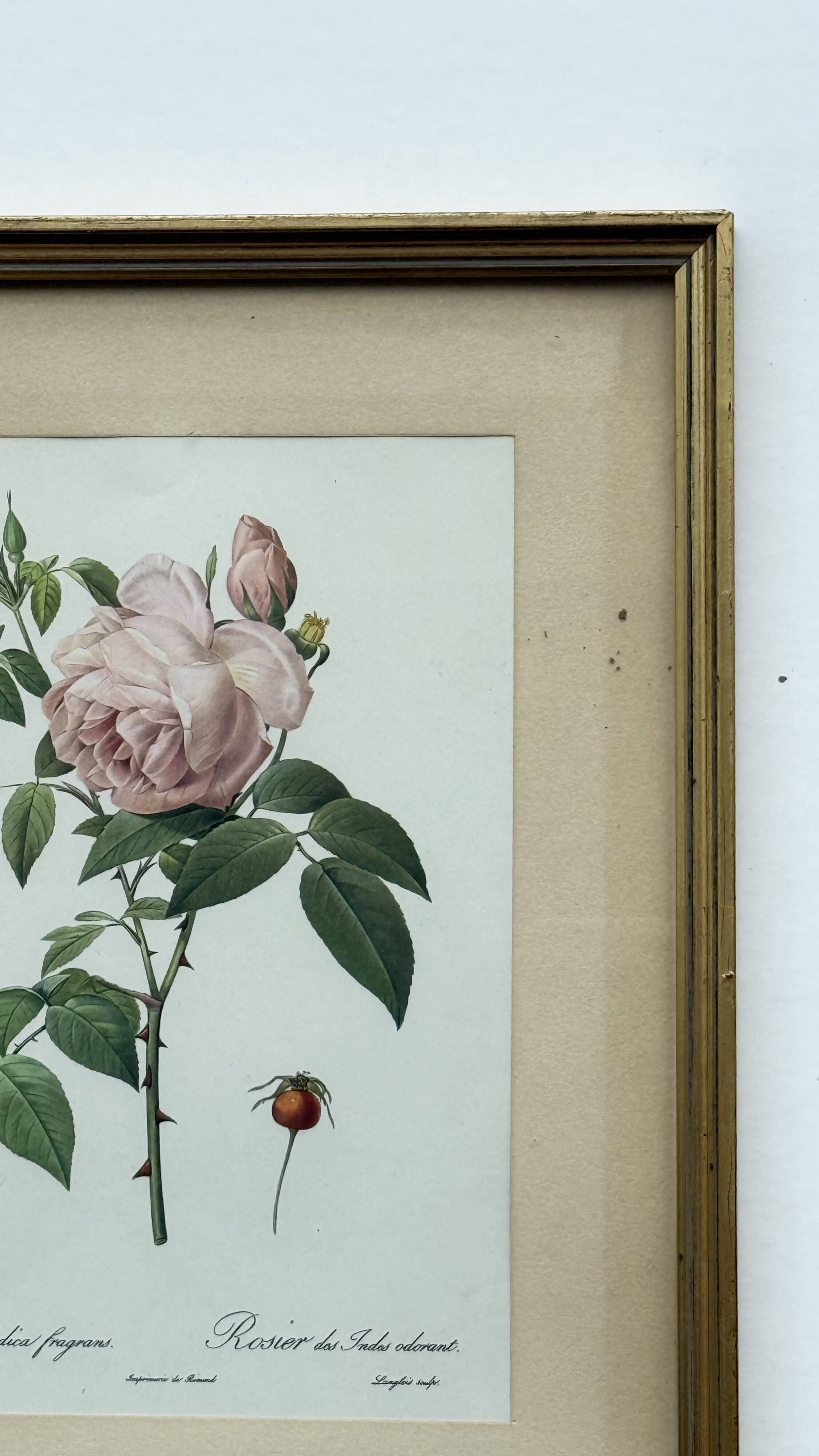 Floral illustration