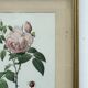 Floral illustration