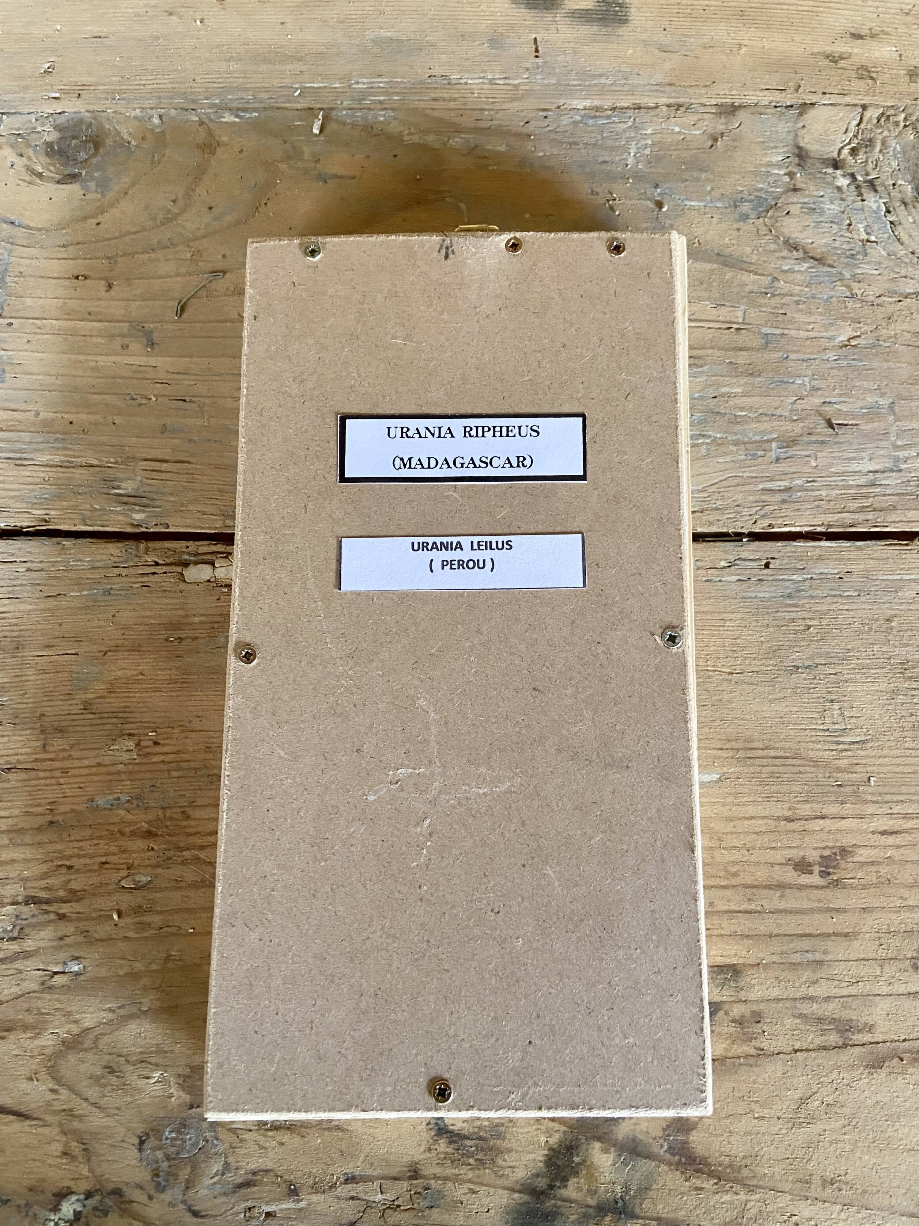 Butterfly frame urania ripheus - urania leilus