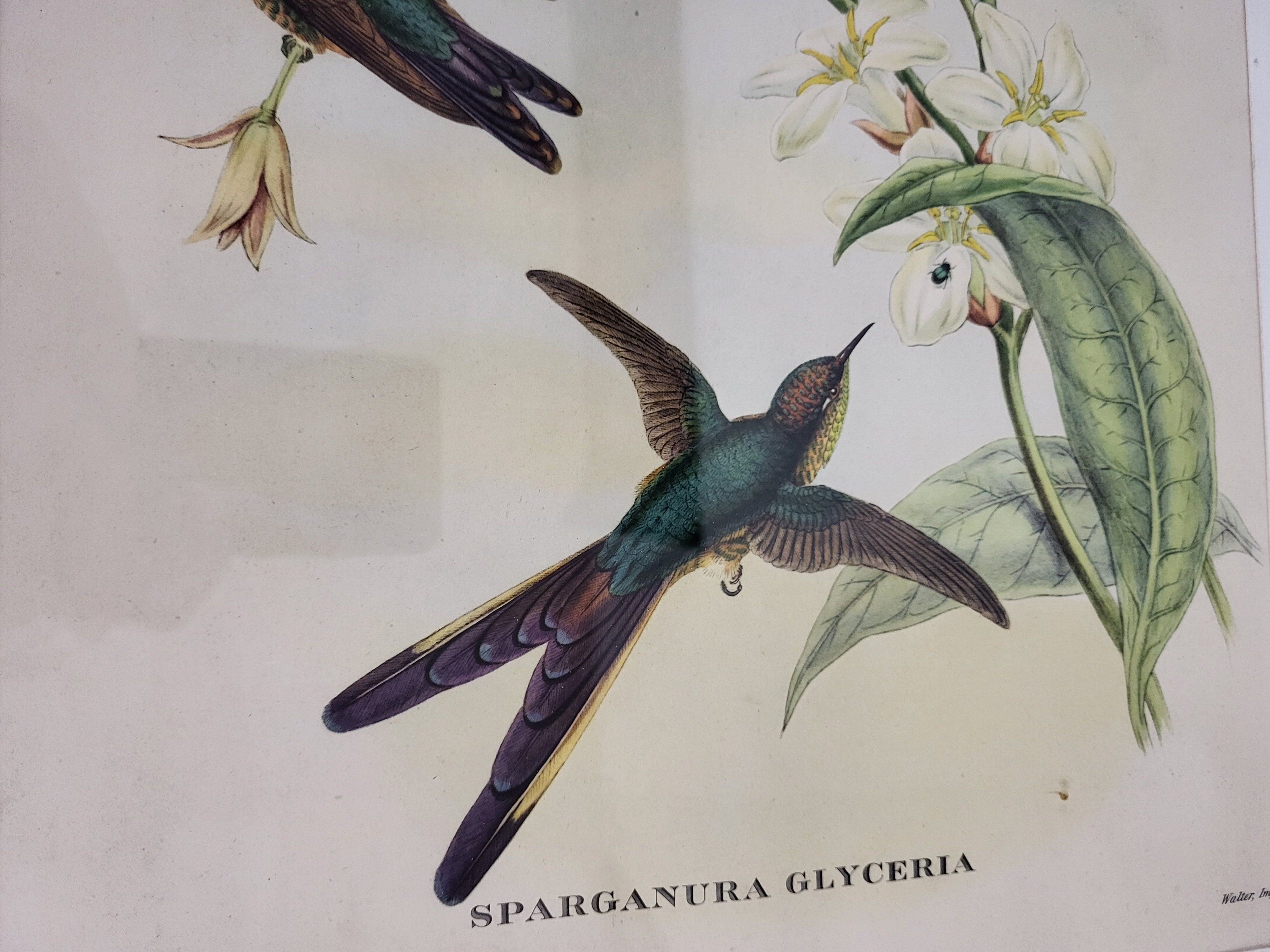 Botanical poster Lithograph Tropical bird - J. Gould and H.C. Richter