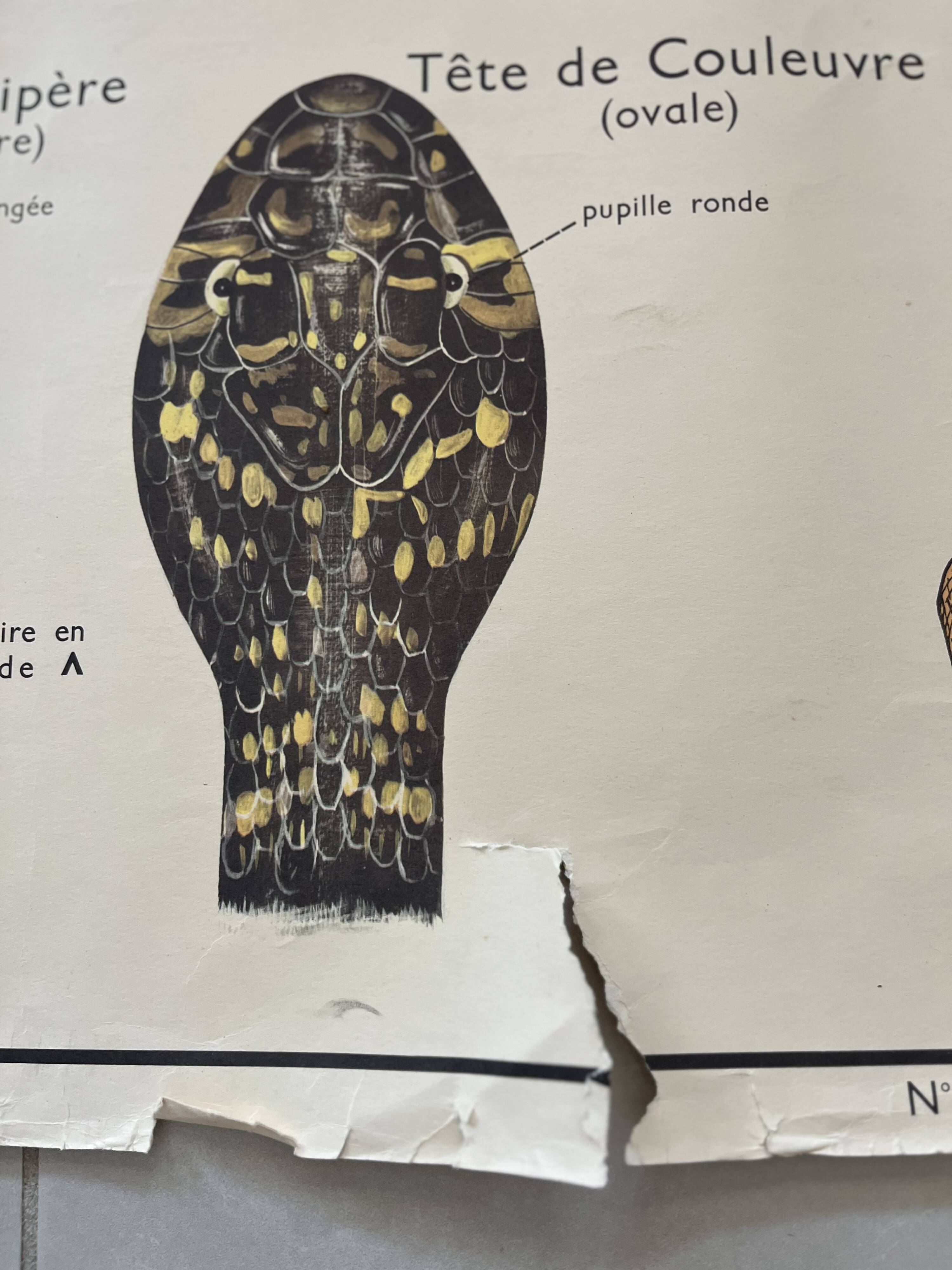 Old school poster Rossignol – Viper & Lizard / Bird families