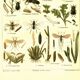 Old engraving from 1904 - Agricultural parasites, - Lithograph plate
