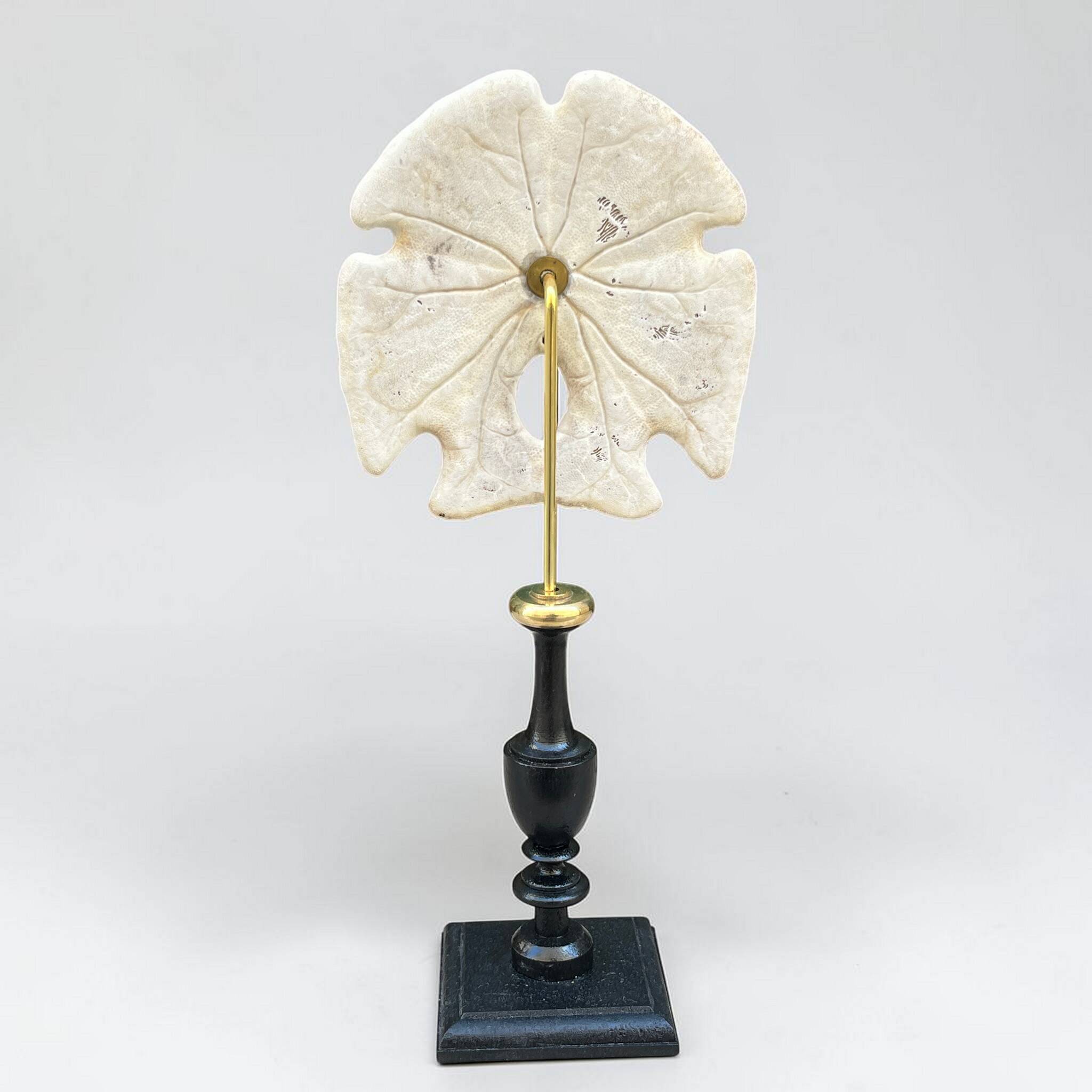 Old test of white sand dollar sea urchin on a wooden base curiosities
