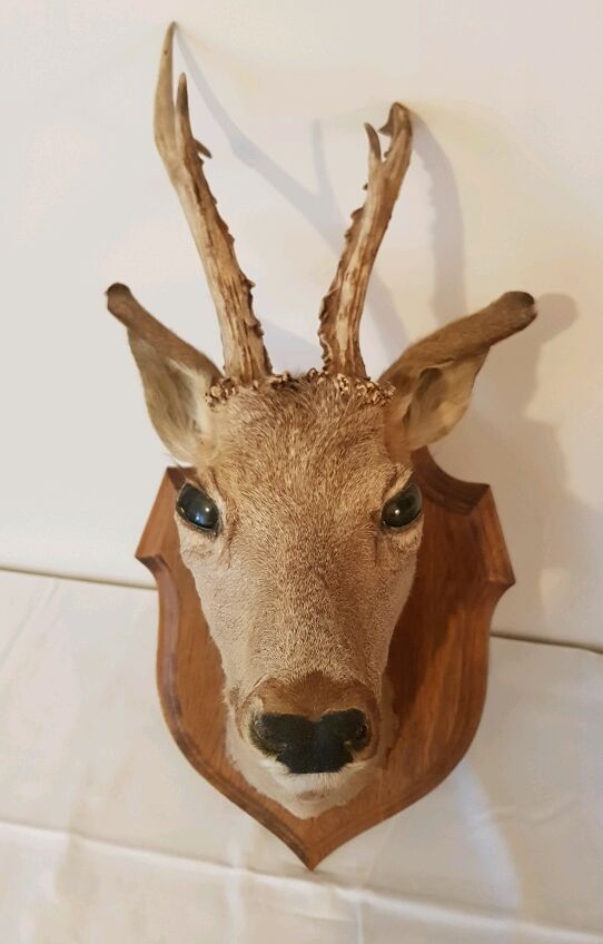 Roe deer trophy