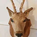 Roe deer trophy
