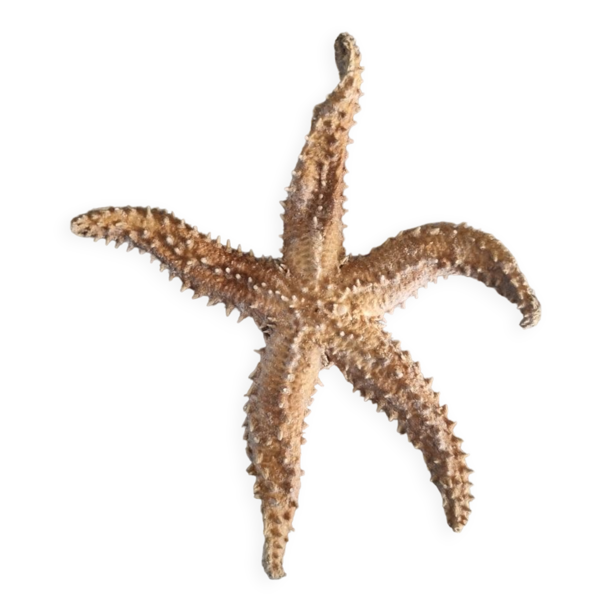 Natural ancient starfish large size