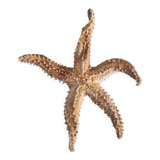 Natural ancient starfish large size
