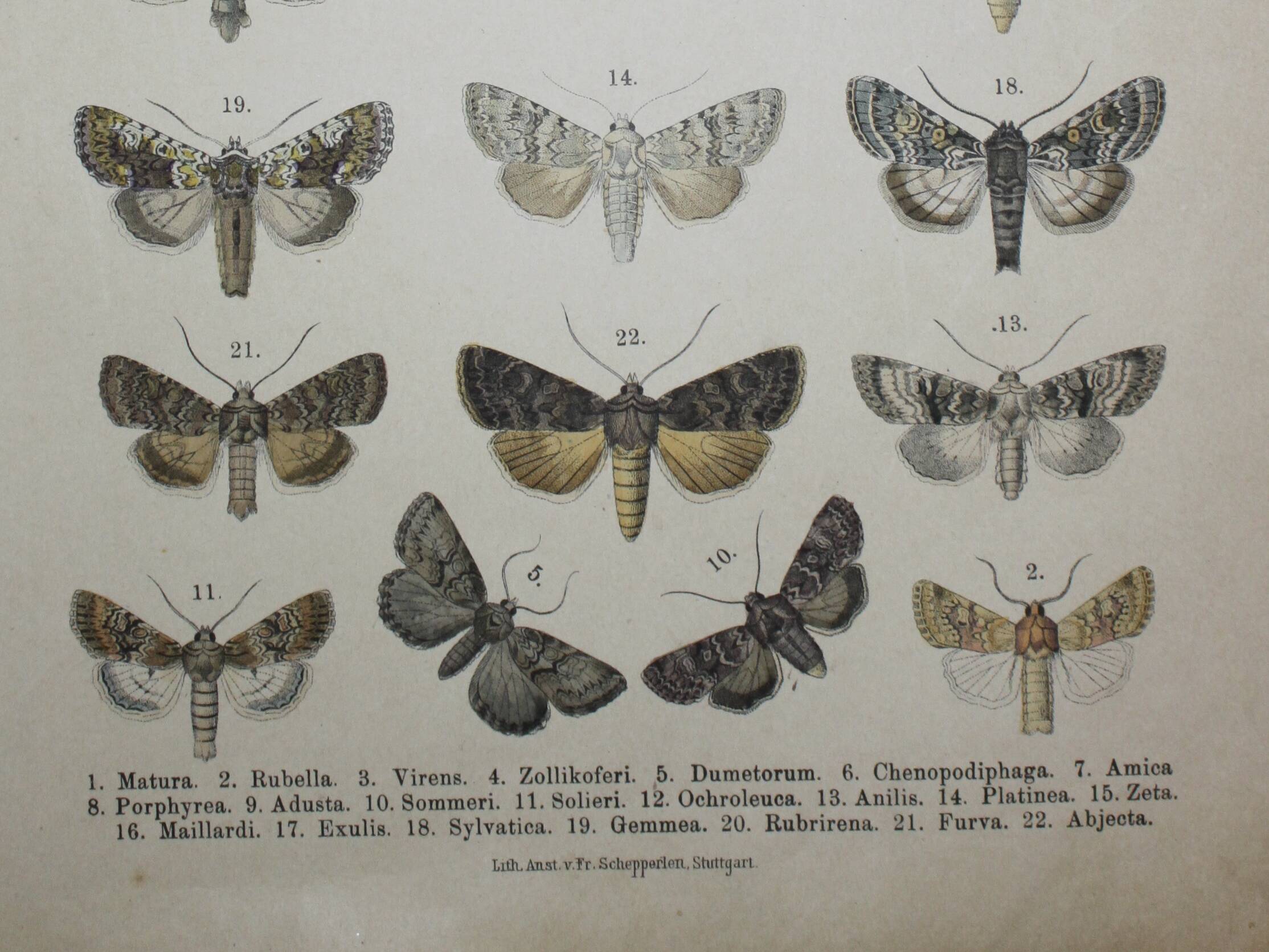 Old engraving of Butterflies - Lithograph from 1887 - Matura - Original illustration