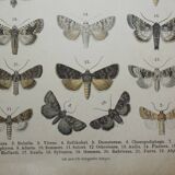 Old engraving of Butterflies - Lithograph from 1887 - Matura - Original illustration