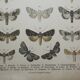 Old engraving of Butterflies - Lithograph from 1887 - Matura - Original illustration