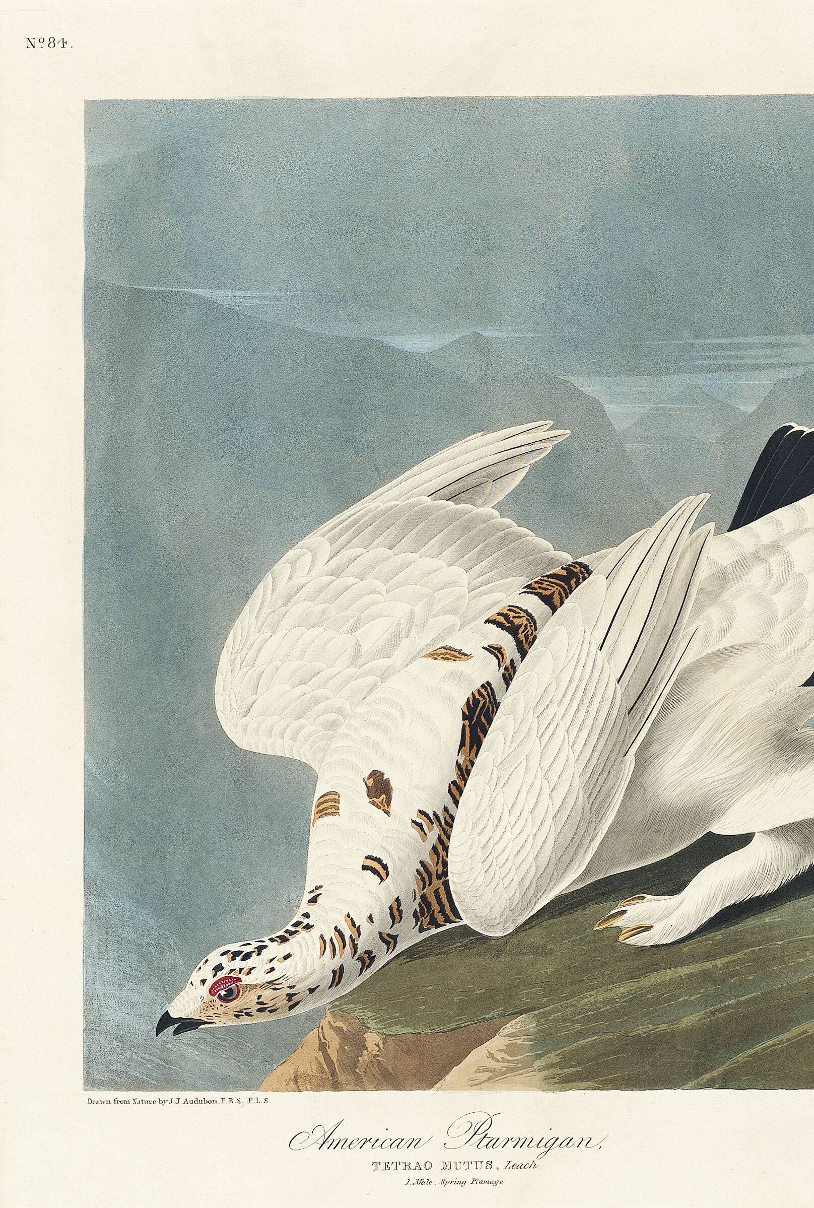 Poster about the Willow Ptarmigan, based on an old engraving from 1827.