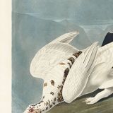 Poster about the Willow Ptarmigan, based on an old engraving from 1827.