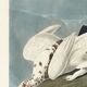 Poster about the Willow Ptarmigan, based on an old engraving from 1827.