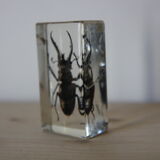 Inclusion in lucan beetle resin