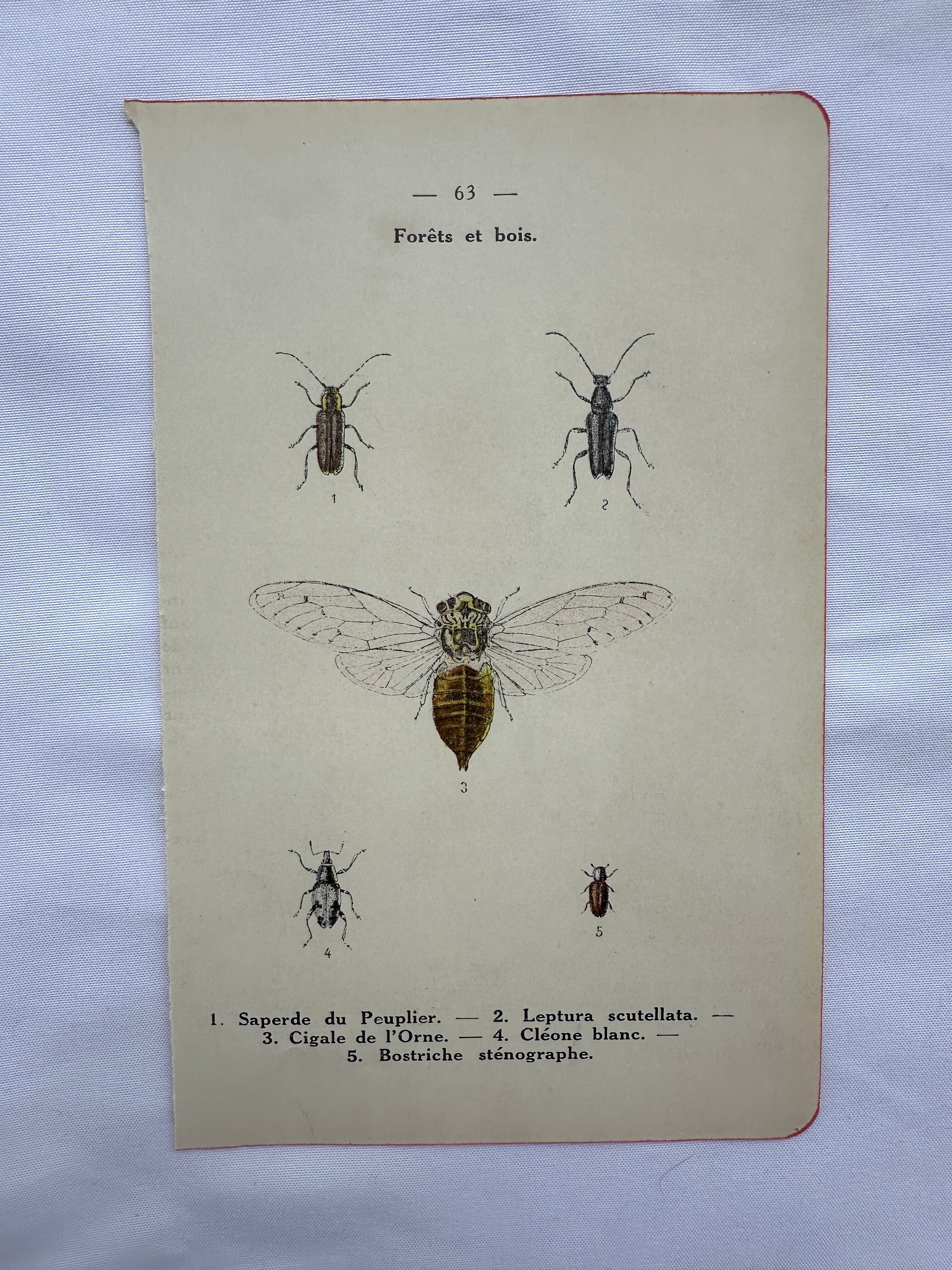 Vintage butterfly insect engraving