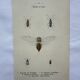 Vintage butterfly insect engraving