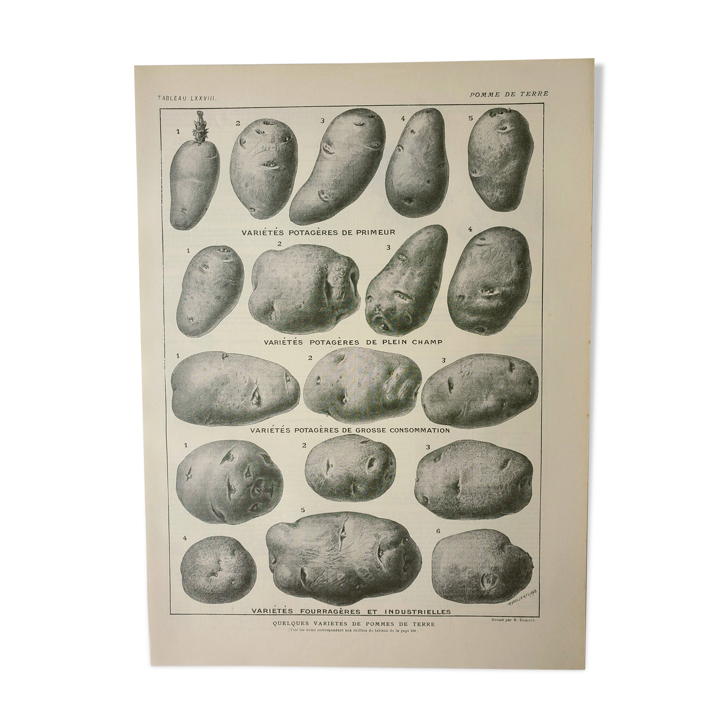 Gravure ancienne 1922, Pomme de terre, variétés, potager, légume • Lithographie, illustration origin