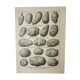 Gravure ancienne 1922, Pomme de terre, variétés, potager, légume • Lithographie, illustration origin