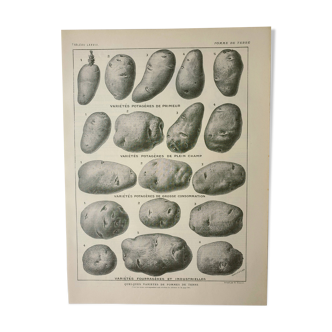 Old engraving 1922, Potato, varieties, vegetable garden, vegetable • Lithograph, original illustration