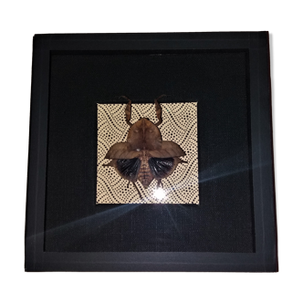 Entomology frame with dead leaf butt deroplatys truncata