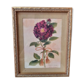 The Tuscan rose vintage illustration