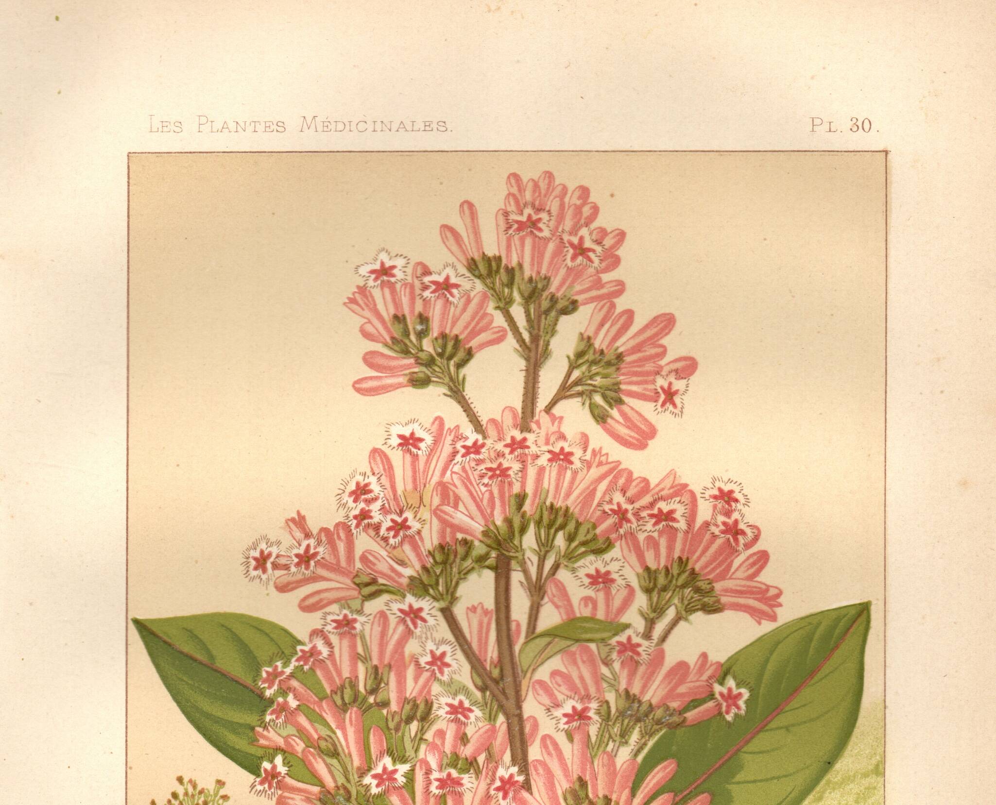 Botanical engraving from 1889. Cinchona by A. Lefevre - Colour lithograph.