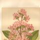 Botanical engraving from 1889. Cinchona by A. Lefevre - Colour lithograph.