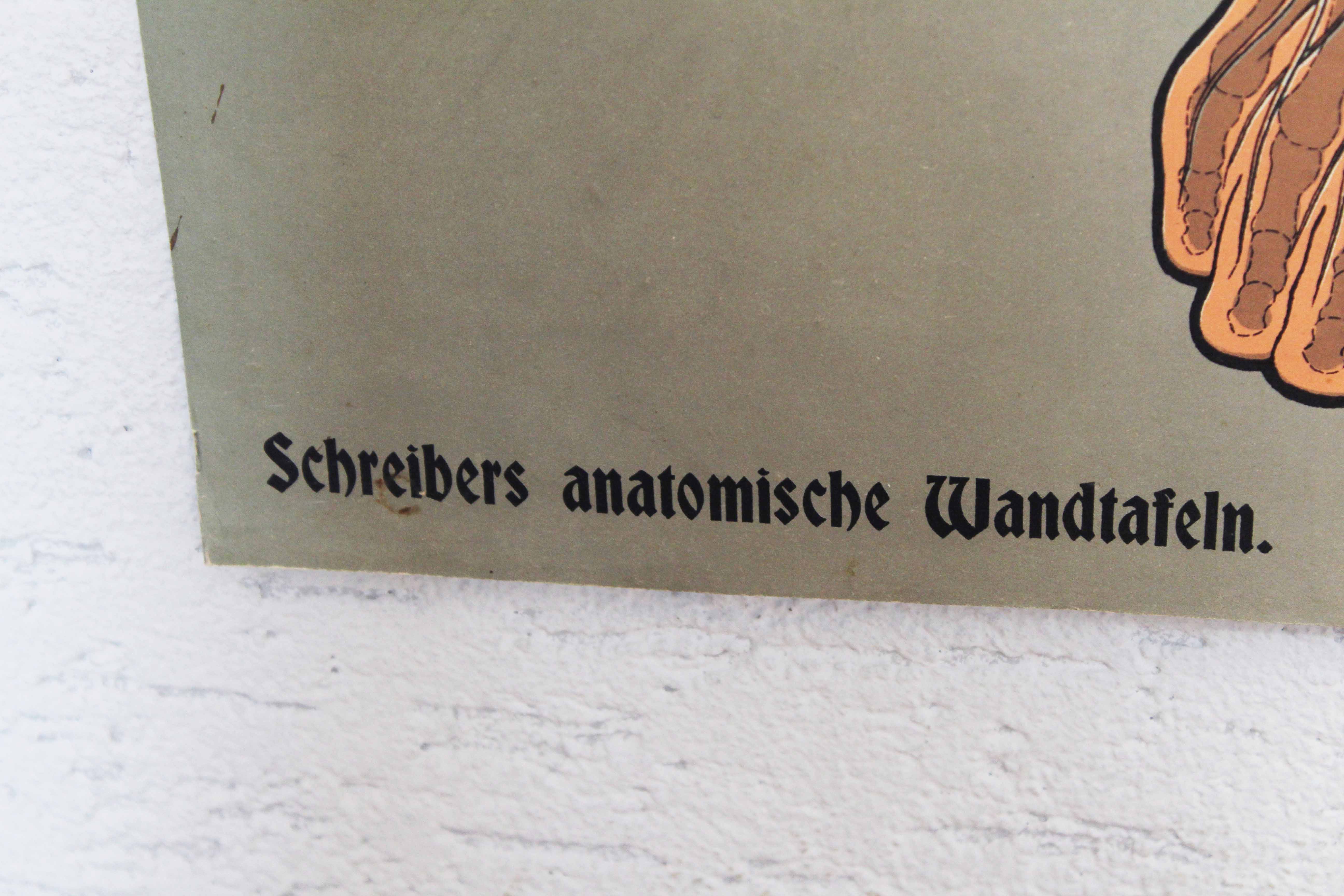 Old anatomy illustration of the nineteenth century