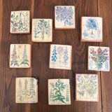 10 "herbarium" frames