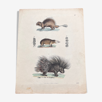 Porcupine poster (lithograph)