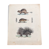 Porcupine poster (lithograph)
