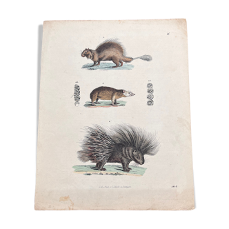 Porcupine poster (lithograph)