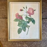 Old frame Redouté roses