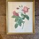 Old frame Redouté roses