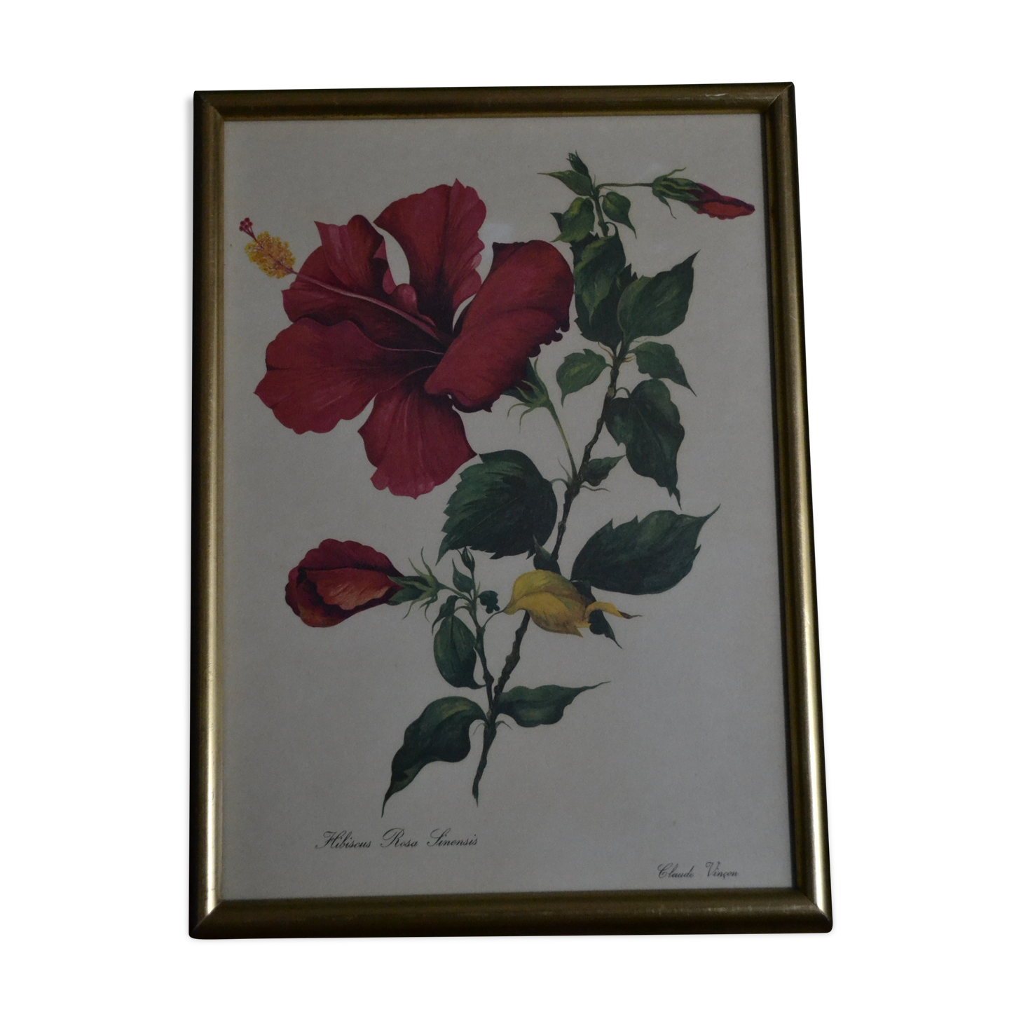 Planche botanique hibiscus encadrée