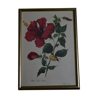 Framed hibiscus botanical board