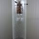Vintage Kaiser Leuchten glass hanging lamp, 1960’s