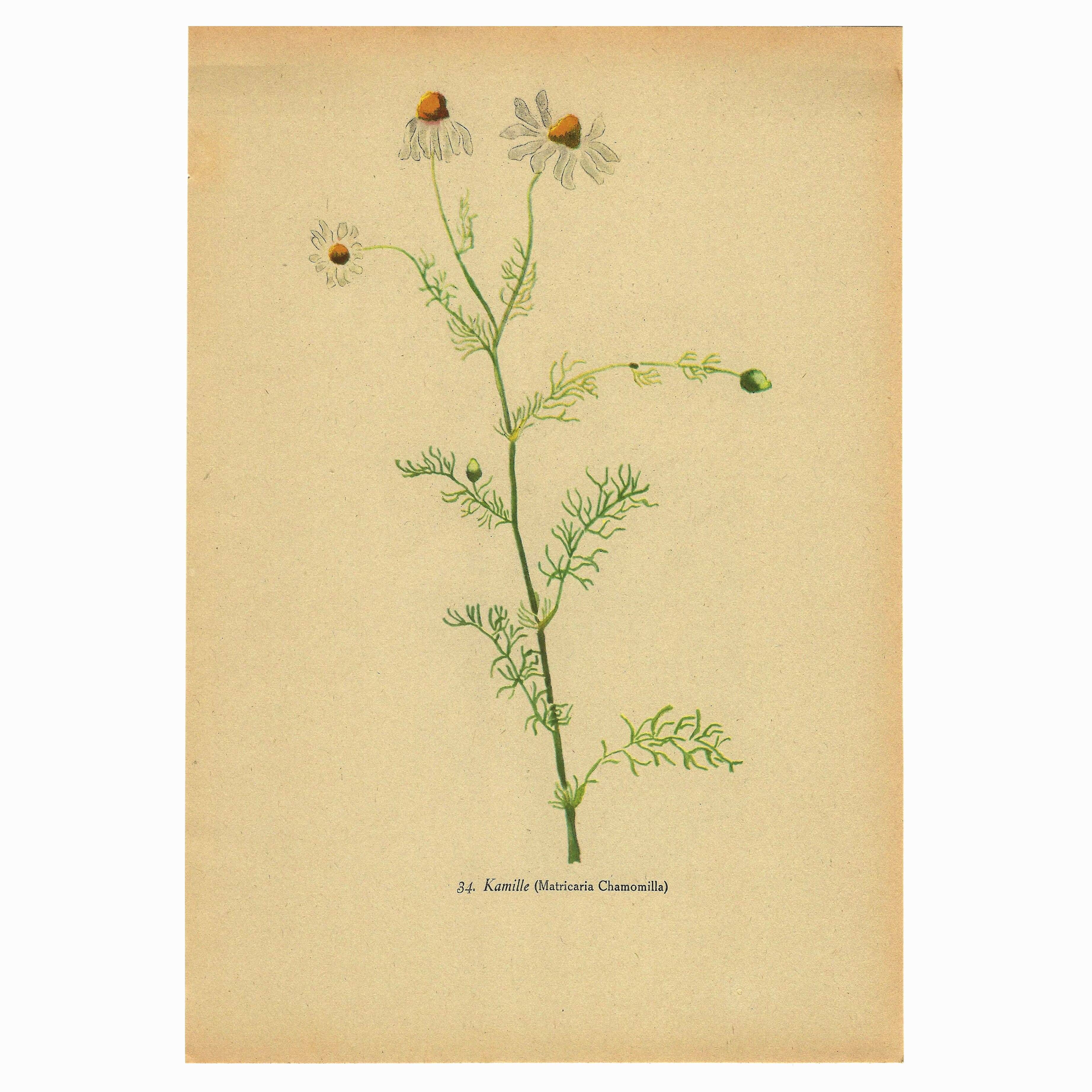 Old illustration 1948 - Chamomile by H. Strache - Botanical plate