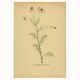 Old illustration 1948 - Chamomile by H. Strache - Botanical plate